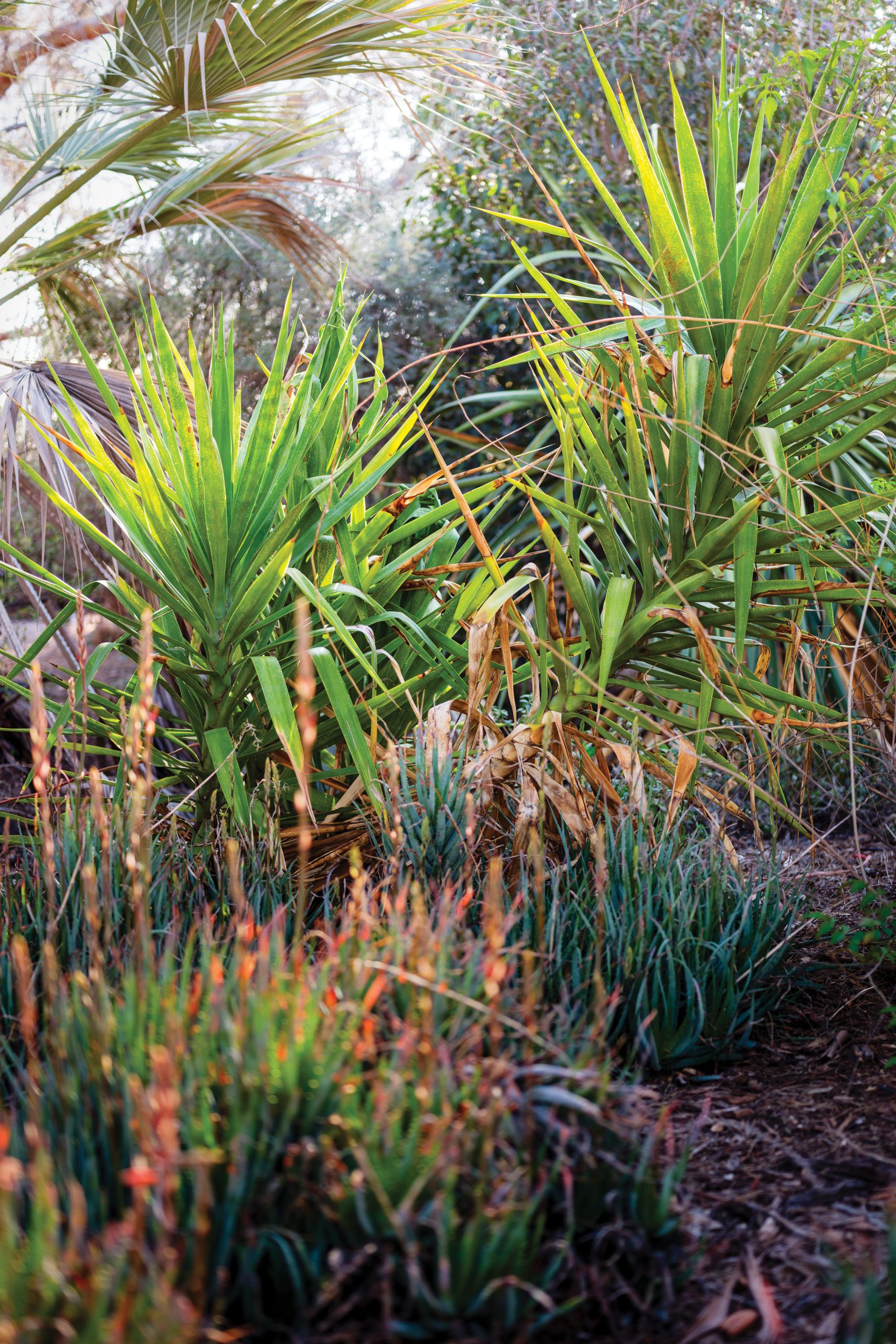 A garden with native plants in Tucson, Arizona.
