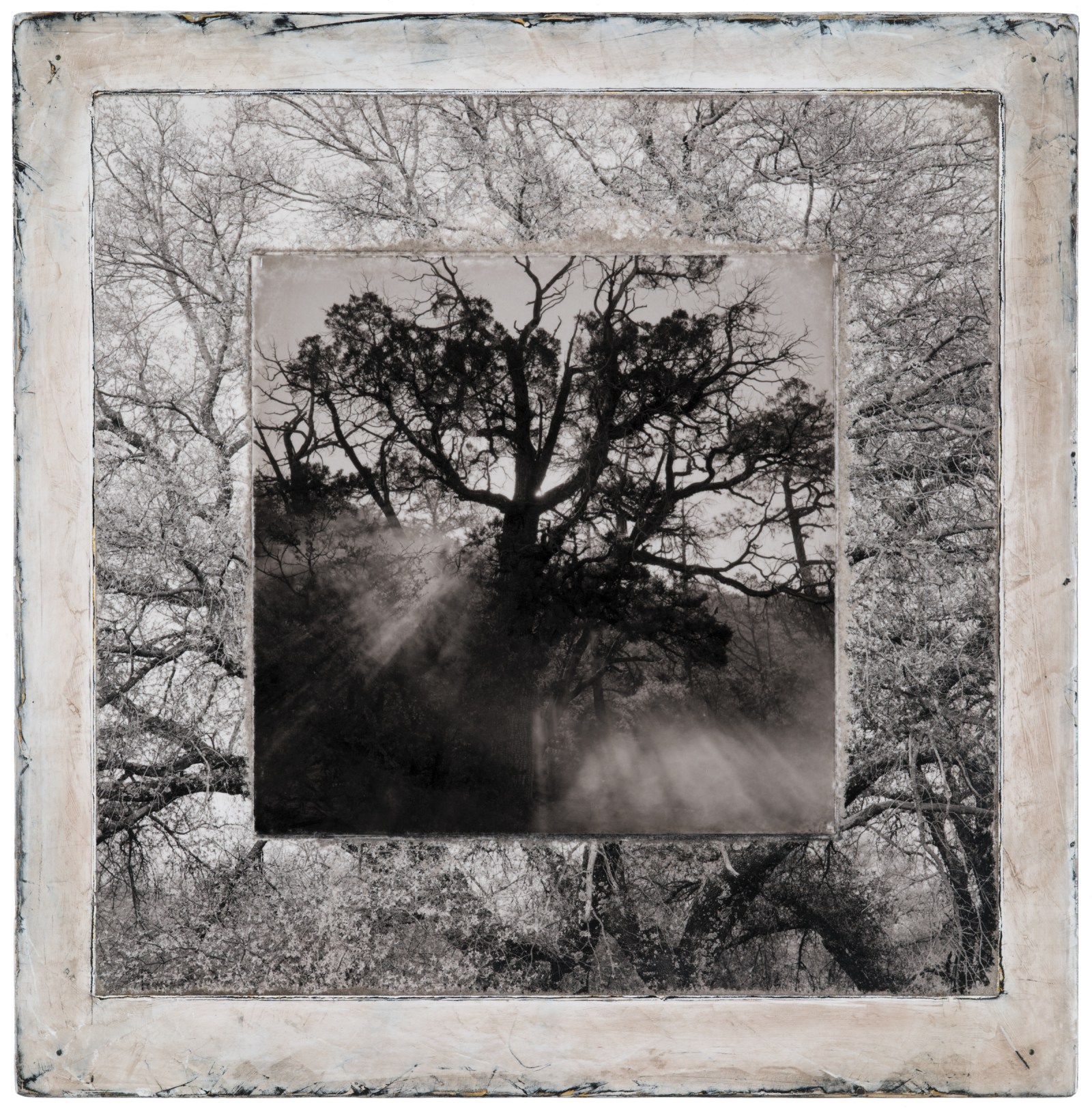 Gila Trinity #3 (Alligator juniper after the Black Fire and an Emory oak in the Davis Mountains, Texas).
